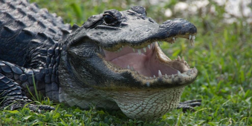 Una nutria atacó a un caimán