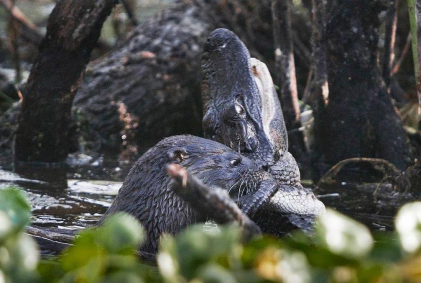 Una nutria atacó a un caimán