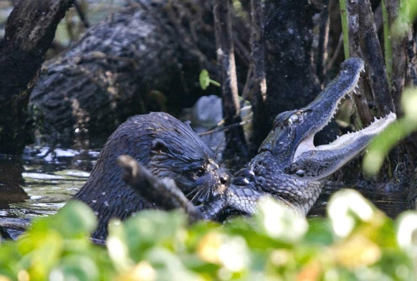 Una nutria atacó a un caimán