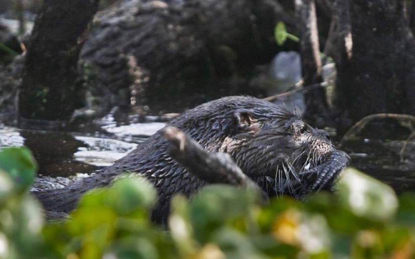 Una nutria atacó a un caimán