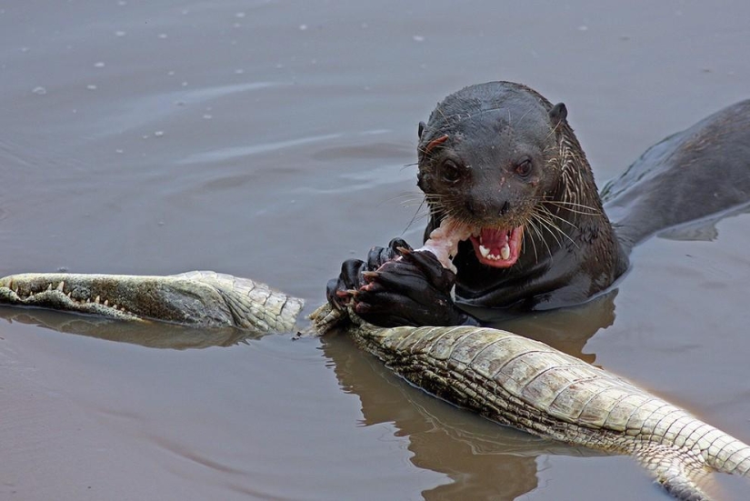 Una nutria atacó a un caimán