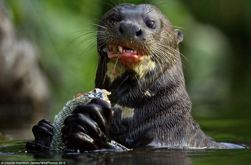 Una nutria atacó a un caimán