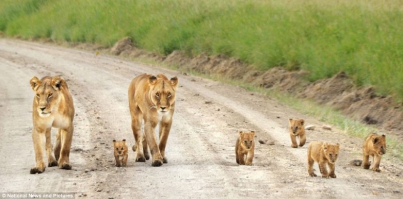 Under the close supervision of a lioness mom