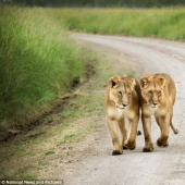 Under the close supervision of a lioness mom