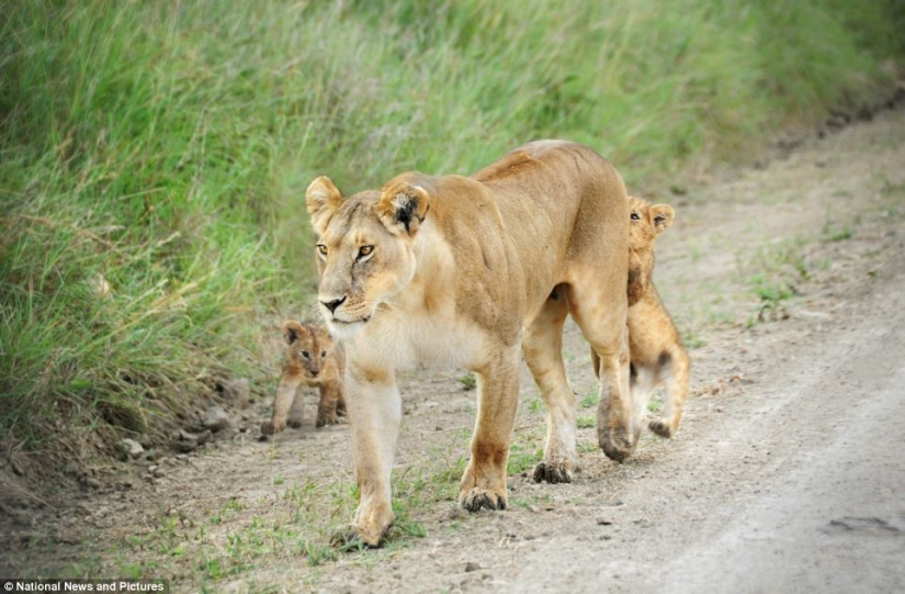 Under the close supervision of a lioness mom