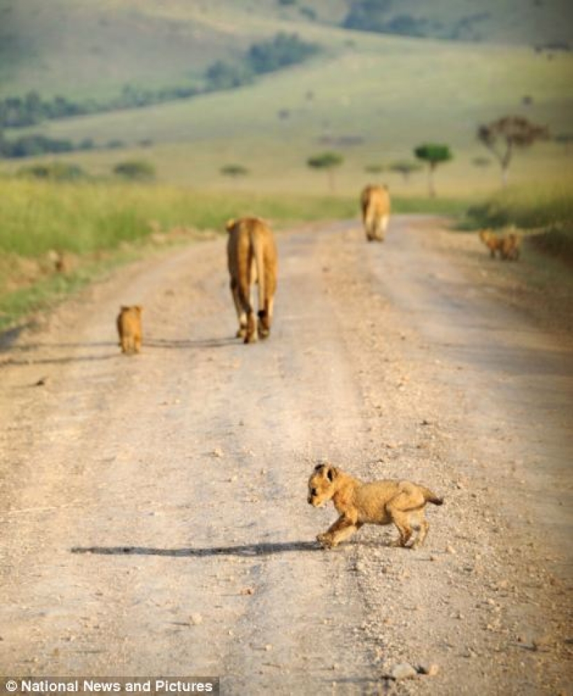 Under the close supervision of a lioness mom