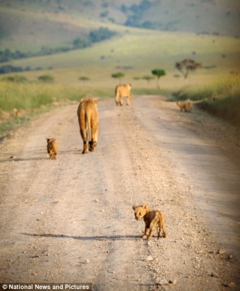 Under the close supervision of a lioness mom