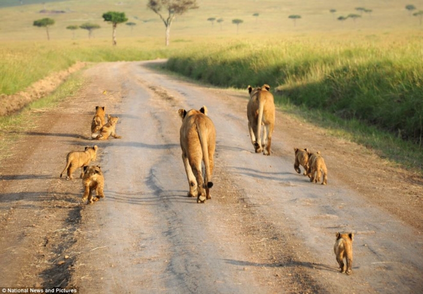 Under the close supervision of a lioness mom