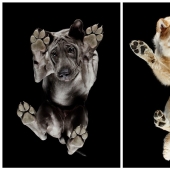 Underdog - a photo project by Andrius Burba showed dogs from an unusual side