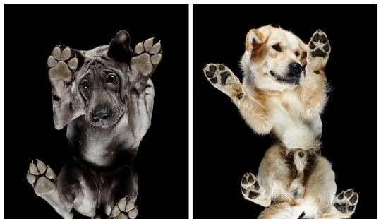 Underdog - a photo project by Andrius Burba showed dogs from an unusual side