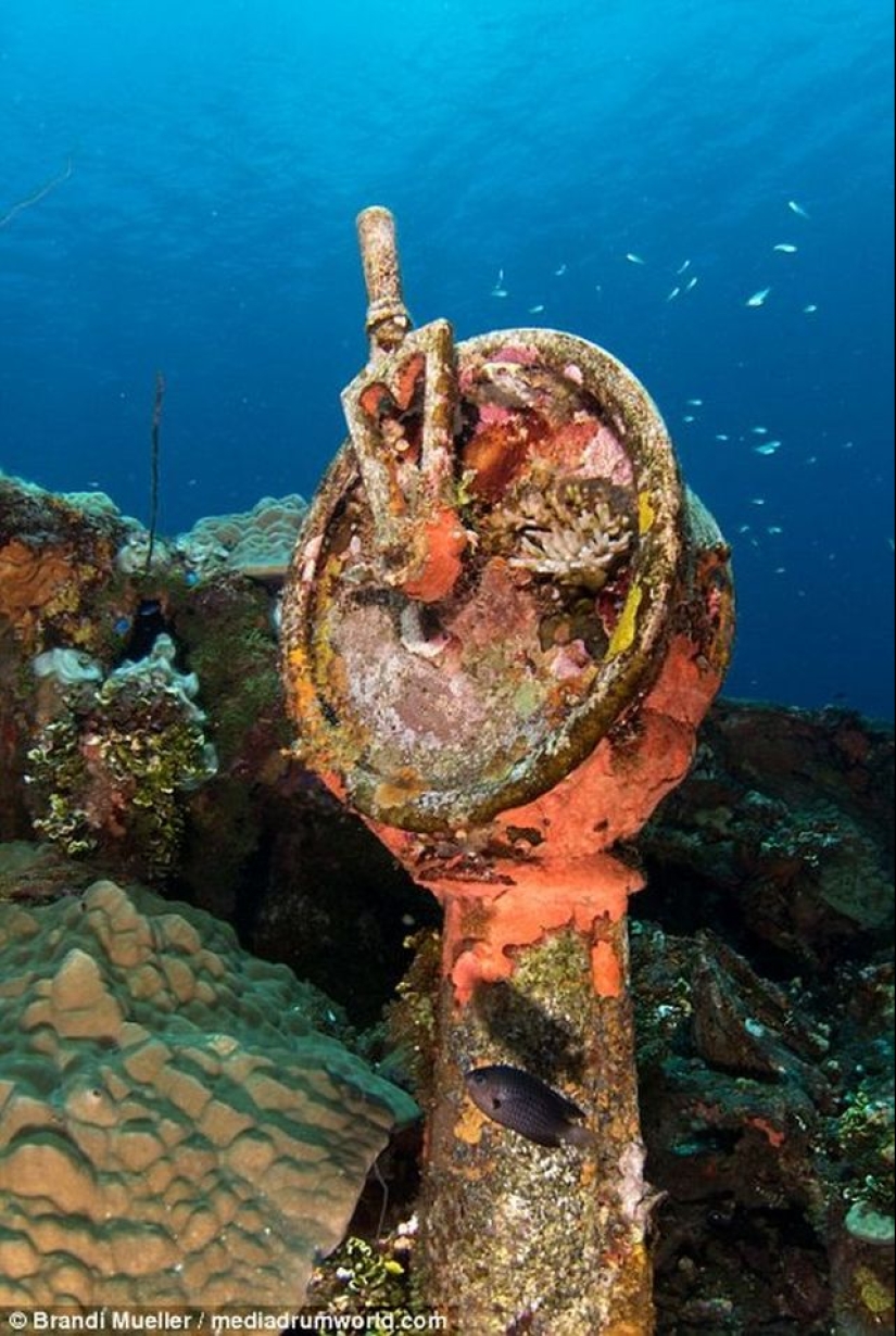 Underwater cemetery of Japan: pictures of submerged equipment from the Second World War