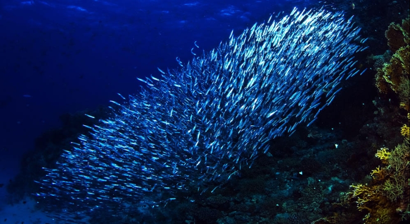 Underwater photos by Vyacheslav Plotnikov