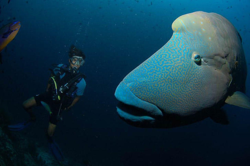 Underwater photos by Vyacheslav Plotnikov