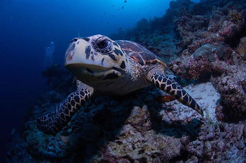 Underwater photos by Vyacheslav Plotnikov