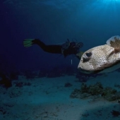 Underwater photos by Vyacheslav Plotnikov
