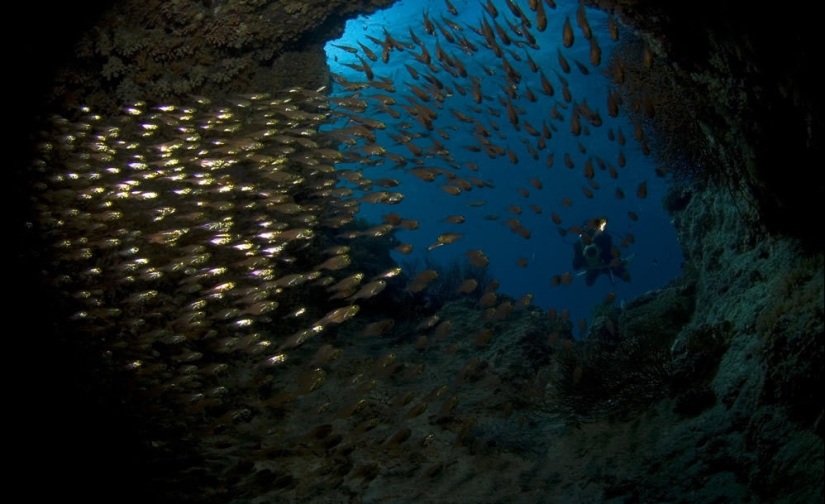 Underwater photos by Vyacheslav Plotnikov