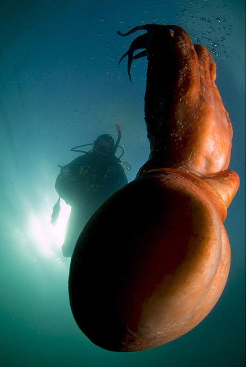 Underwater photos by Vyacheslav Plotnikov