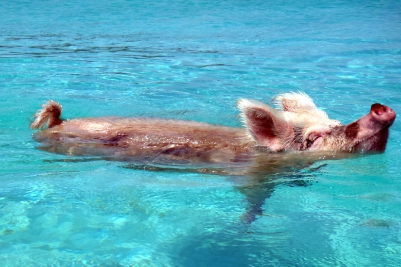 Unique floating pigs in one of the Bahamas