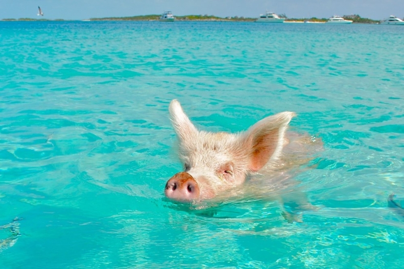 Unique floating pigs in one of the Bahamas