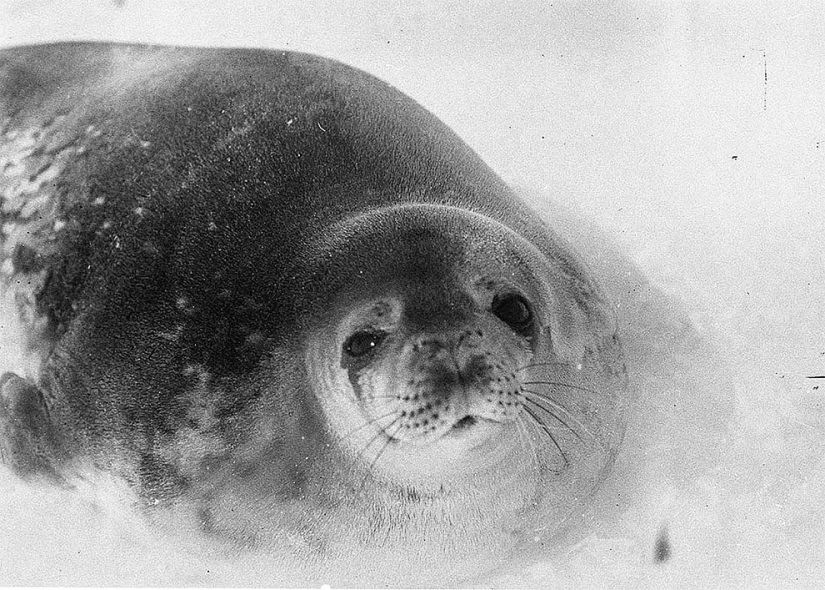 Unique photos from the first Australian Antarctic Expedition of 1911-1914