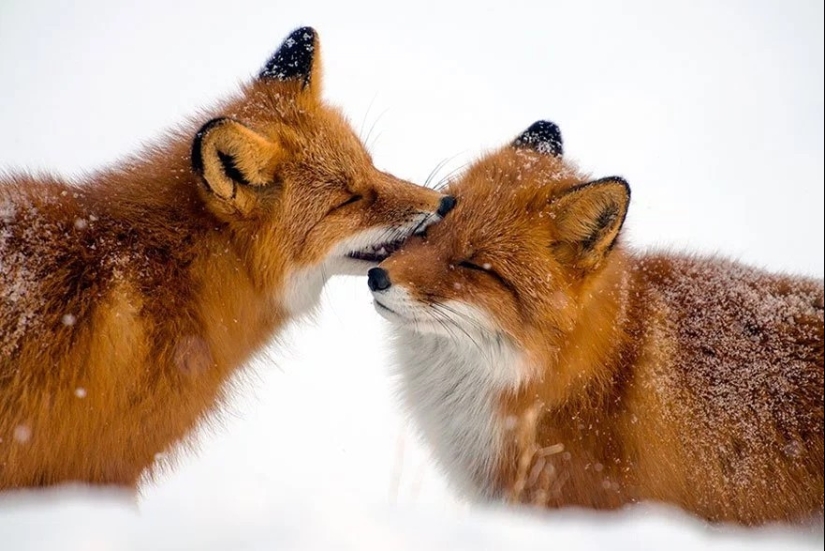 Unsurpassed portraits of wild foxes from a mining engineer from Chukotka