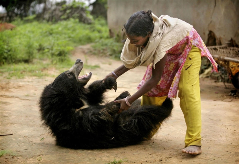 Unusual pet: a tame bear in an Indian family