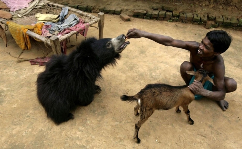 Unusual pet: a tame bear in an Indian family