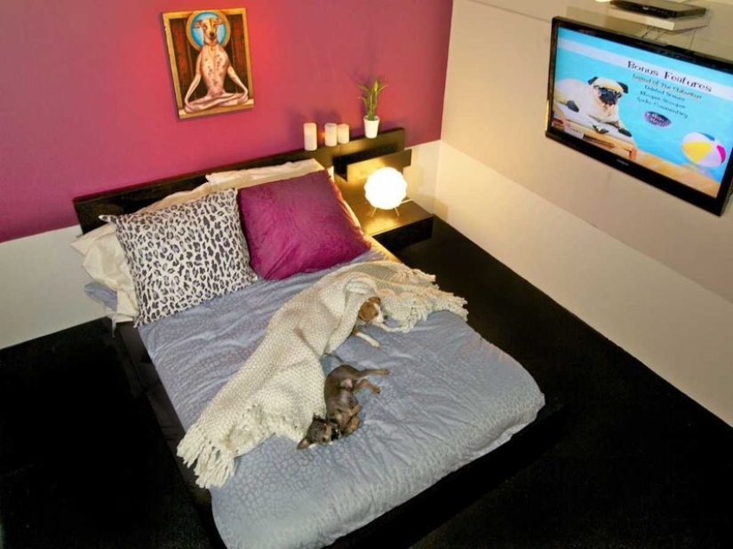 Up to $200 a Night: New York Dog Hotel