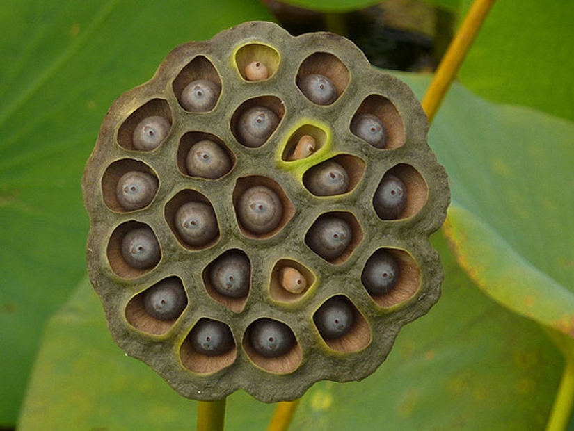 ¿Usted sufre de trypophobia?