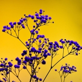 Utilicé vídeos controvertidos para iluminar estas imágenes únicas de flores