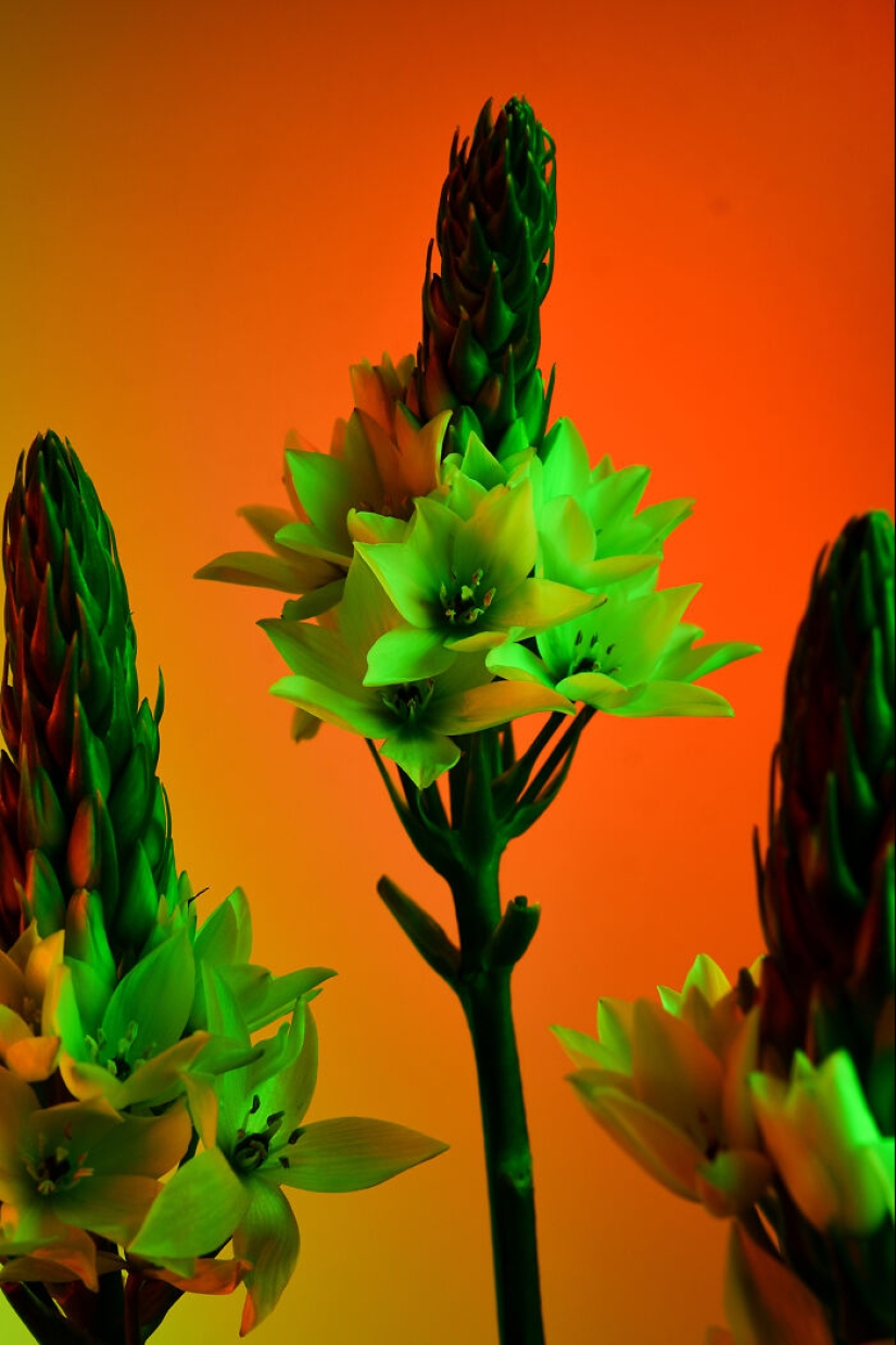 Utilicé vídeos controvertidos para iluminar estas imágenes únicas de flores