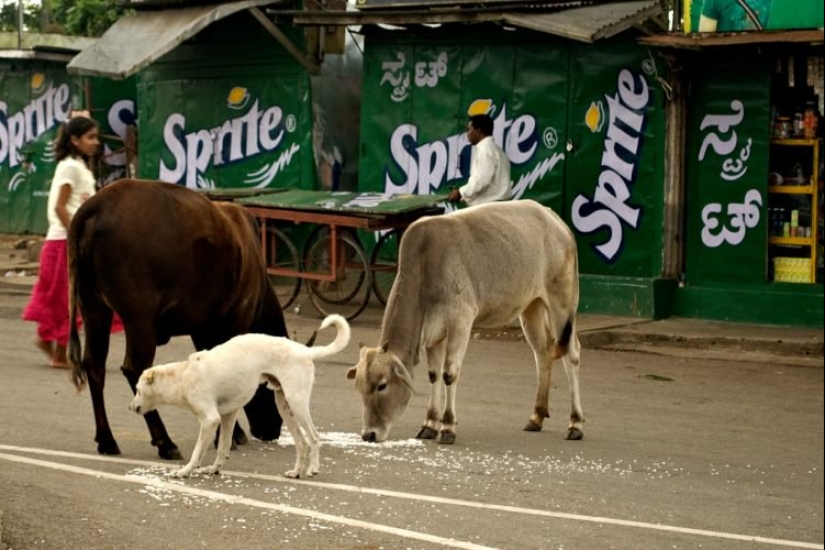 Vagabundos sagrados: Cómo las vacas sin hogar se han convertido en un problema en la India