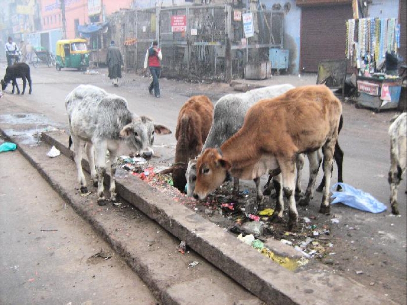 Vagabundos sagrados: Cómo las vacas sin hogar se han convertido en un problema en la India