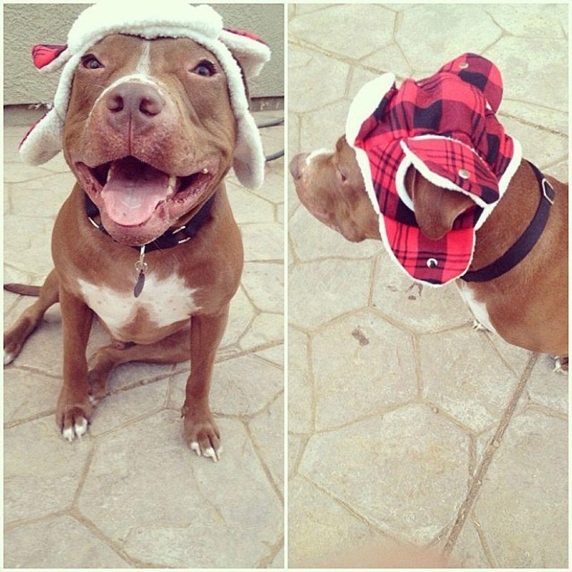 Valentino is the most fashionable pit bull
