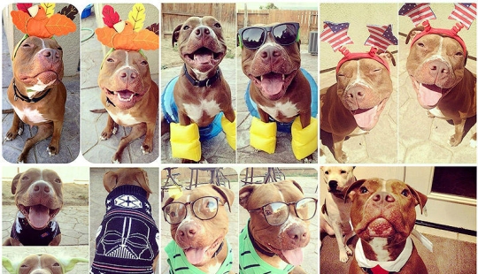 Valentino is the most fashionable pit bull