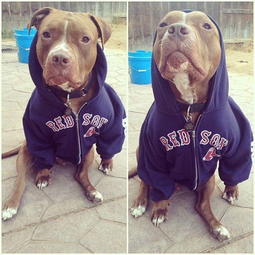 Valentino is the most fashionable pit bull