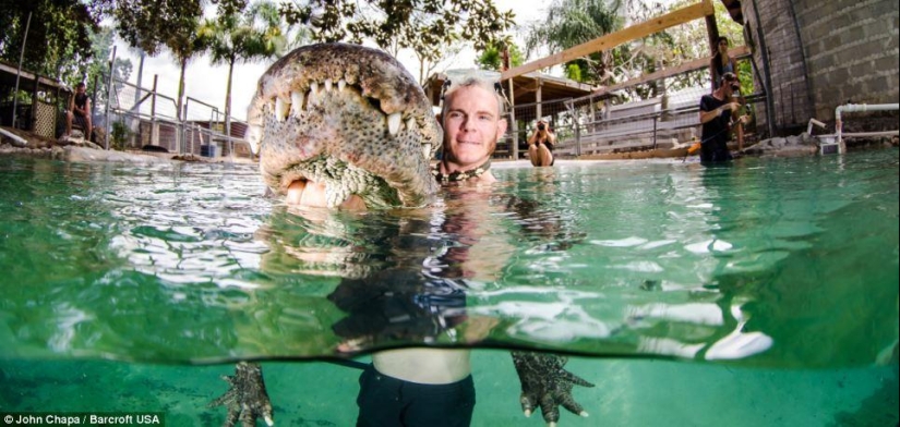 Valientes amantes de los animales nadan con caimanes rescatados