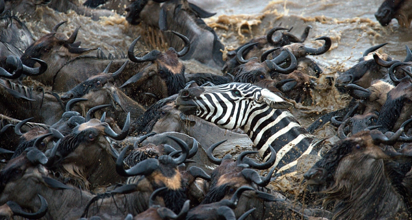 Valientes cebras contra miles de antílopes