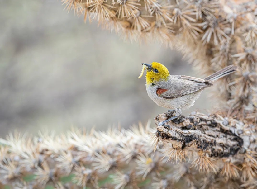 Vea 11 impresionantes imágenes de aves de los premios de fotografía Audubon