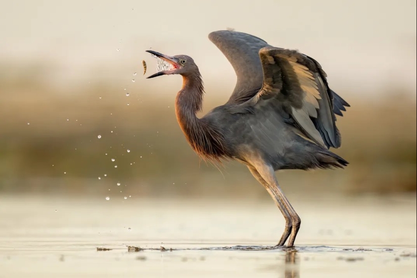 Vea 11 impresionantes imágenes de aves de los premios de fotografía Audubon