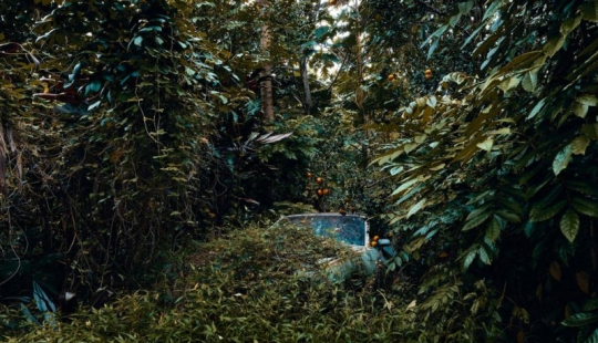 Vehículos abandonados en el Hawaiano de la selva: un proyecto fotográfico de Tomás Strigelsky