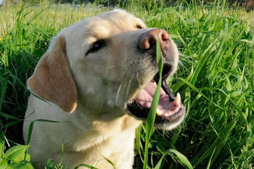 Veterinarians explained why dogs eat feces and grass
