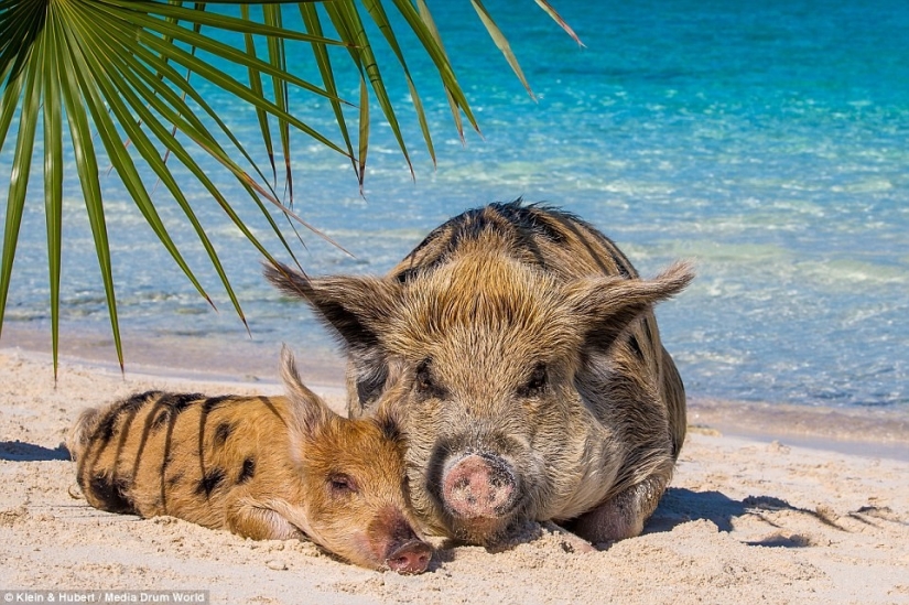 Vida feliz de cerdos divertidos en las Bahamas