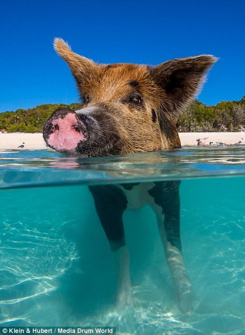 Vida feliz de cerdos divertidos en las Bahamas