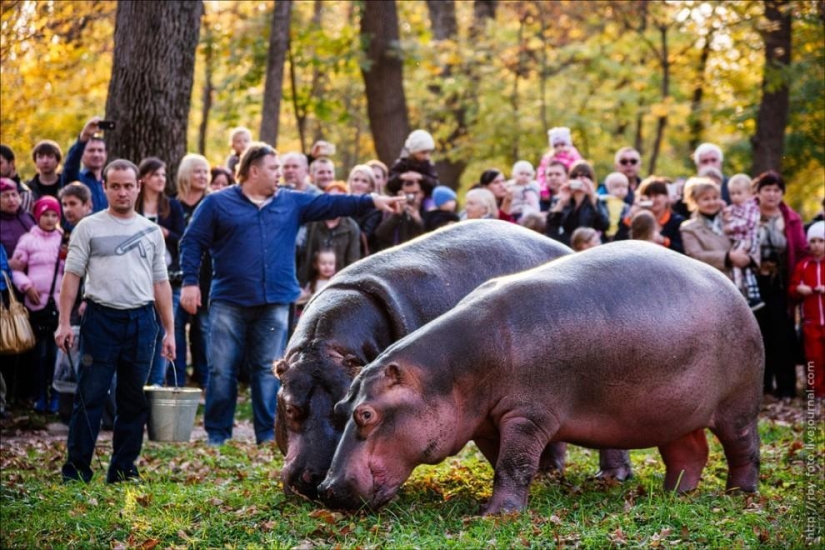 Walking with hippos