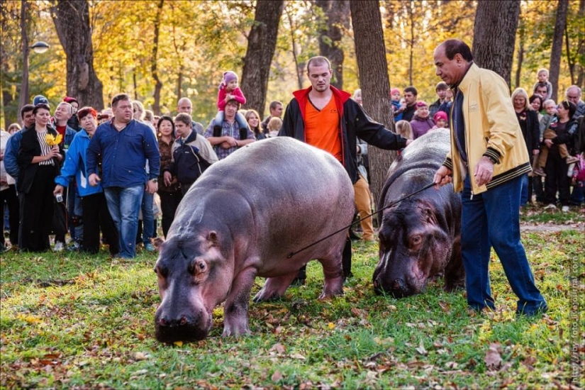 Walking with hippos