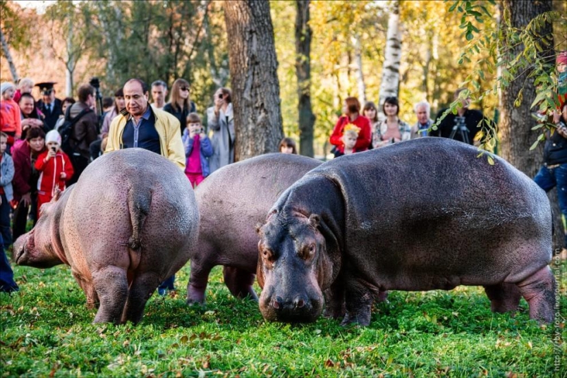 Walking with hippos