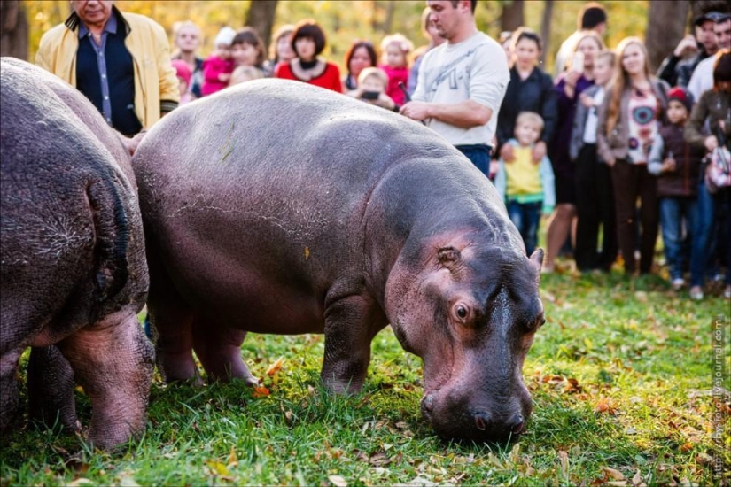 Walking with hippos