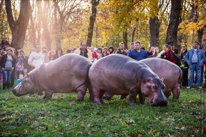 Walking with hippos