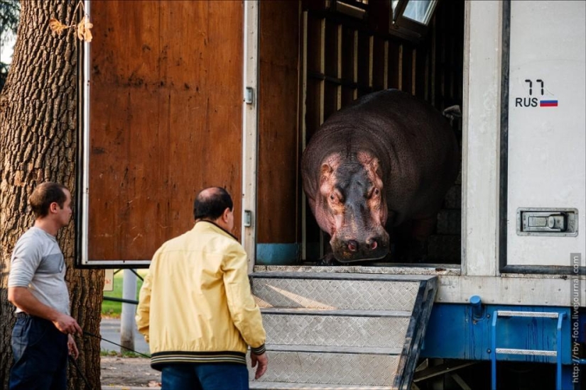 Walking with hippos